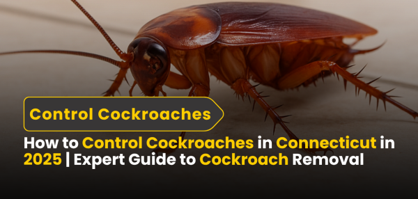 Commercial Cockroach Control in CT | Professional Extermination for Businesses