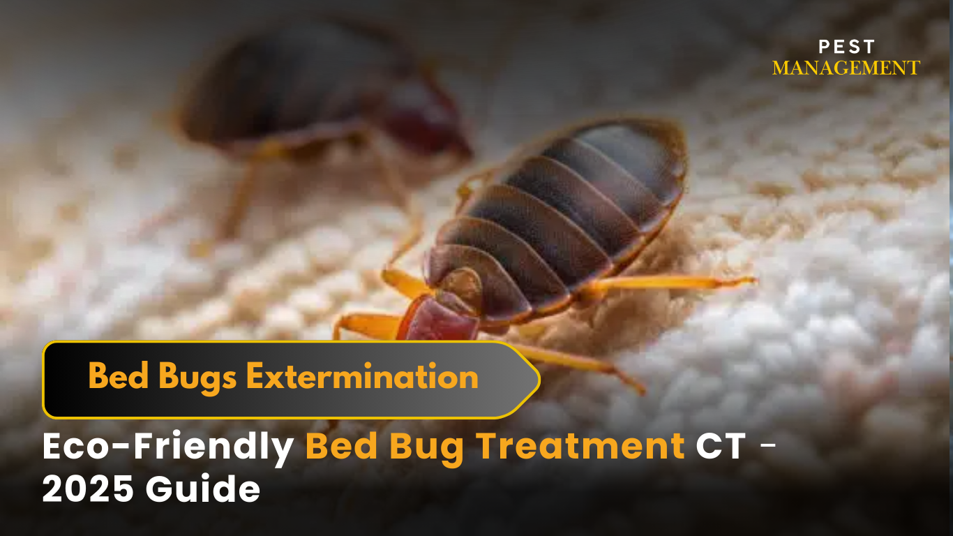 Eco-Friendly Bed Bug Treatment CT – Safe, Effective & Family-Friendly Bed Bug Removal 2025