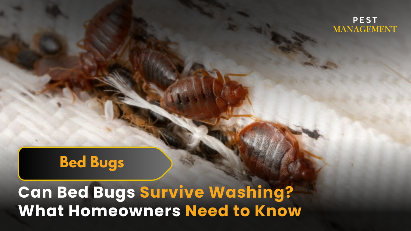 Can Bed Bugs Survive Washing? What Homeowners Need to Know